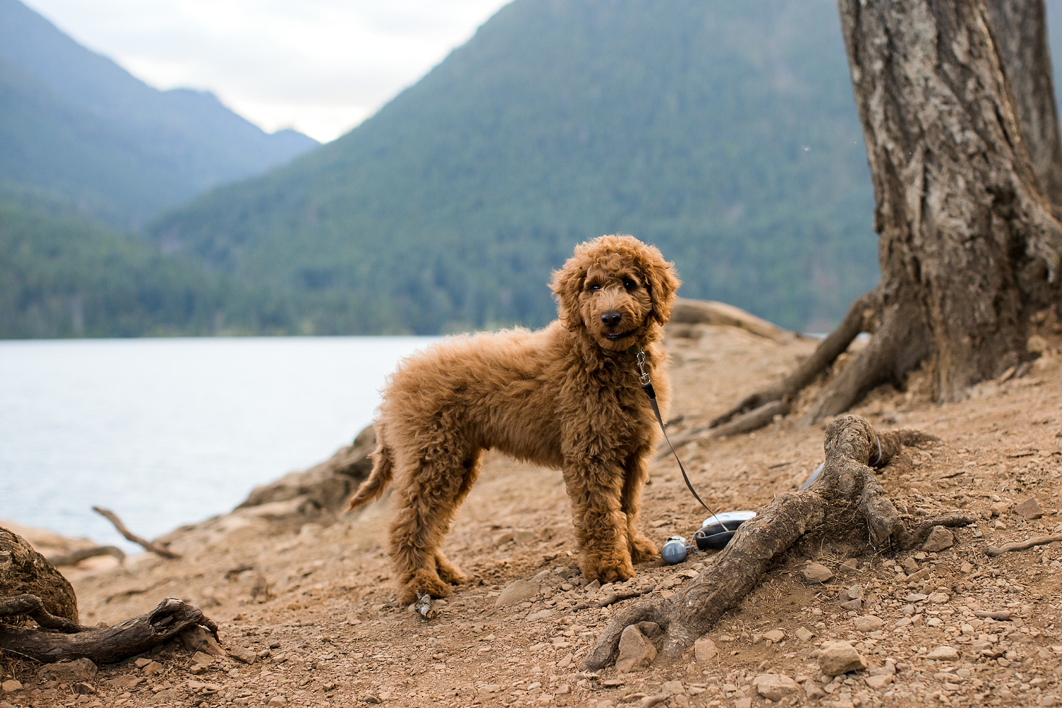 Dog at Lake Cushman | Megan Montalvo Photography 