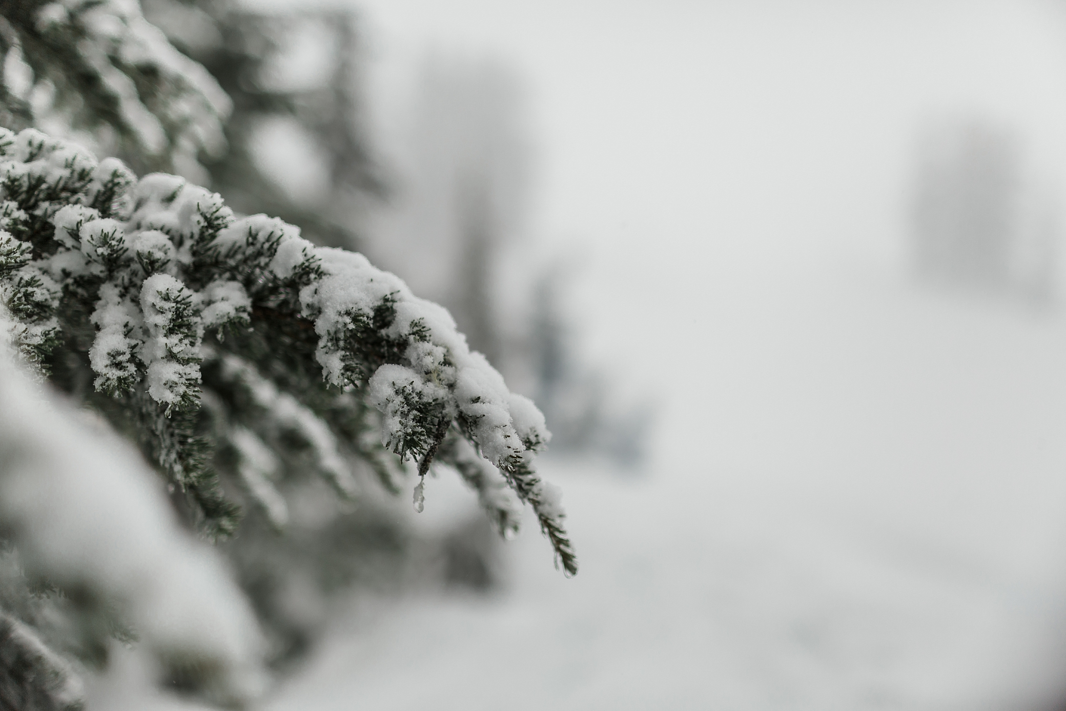 Snow at Mount Baker | Megan Montalvo Photography