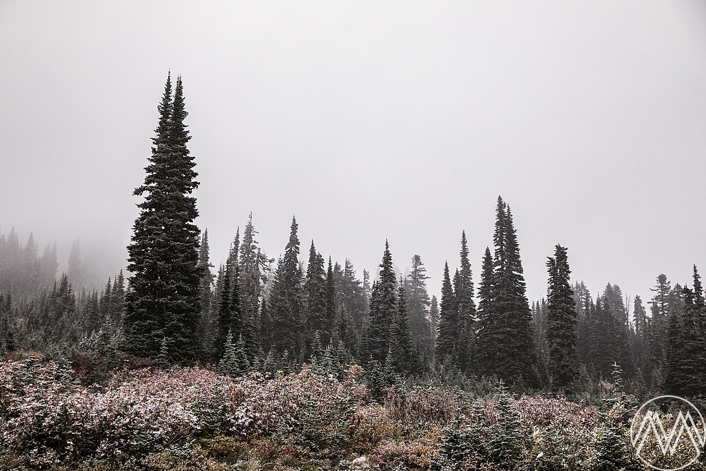 Winter PNW Elopement at Mt Rainer National Park | Megan Montalvo Photography