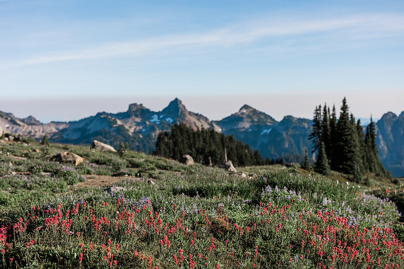 Wildflowers at Mt Rainier. Photo by Megan Montalvo Photography.