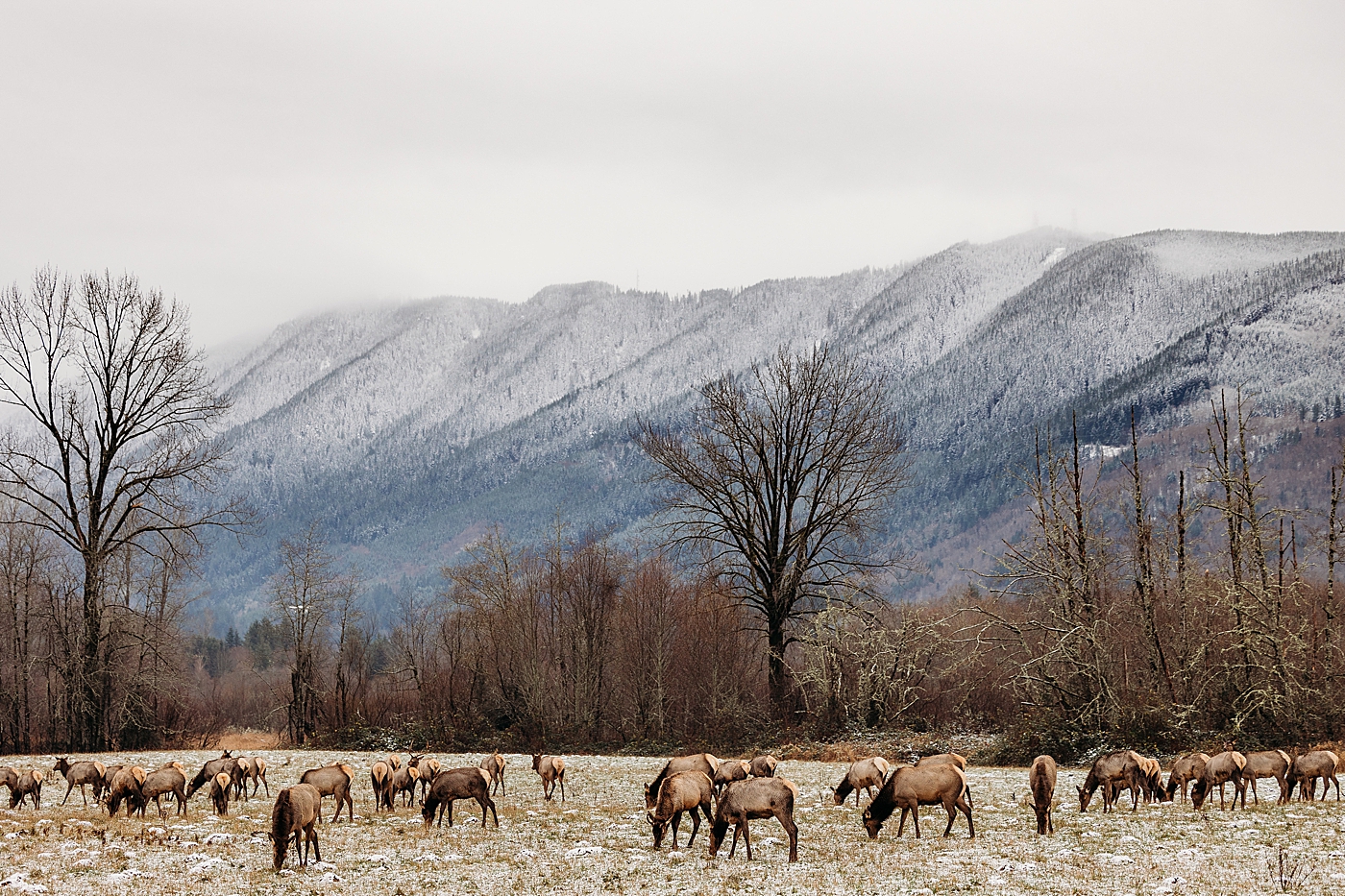 Mount Si wildlife | Photo by Megan Montalvo Photography.