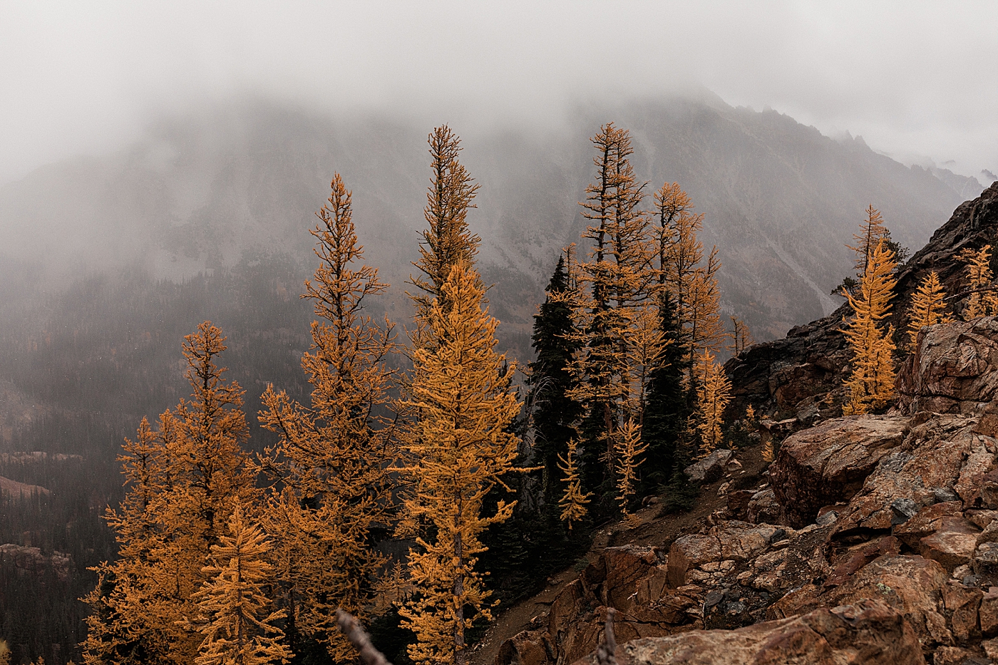 Larches at Lake Ingalls in Central, WA. Photo by Megan Montalvo Photography.
