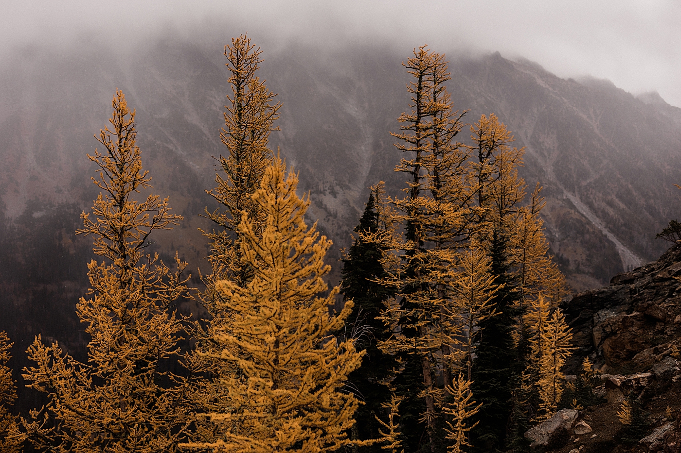 Larches in Central Washington. Photo by Megan Montalvo Photography.