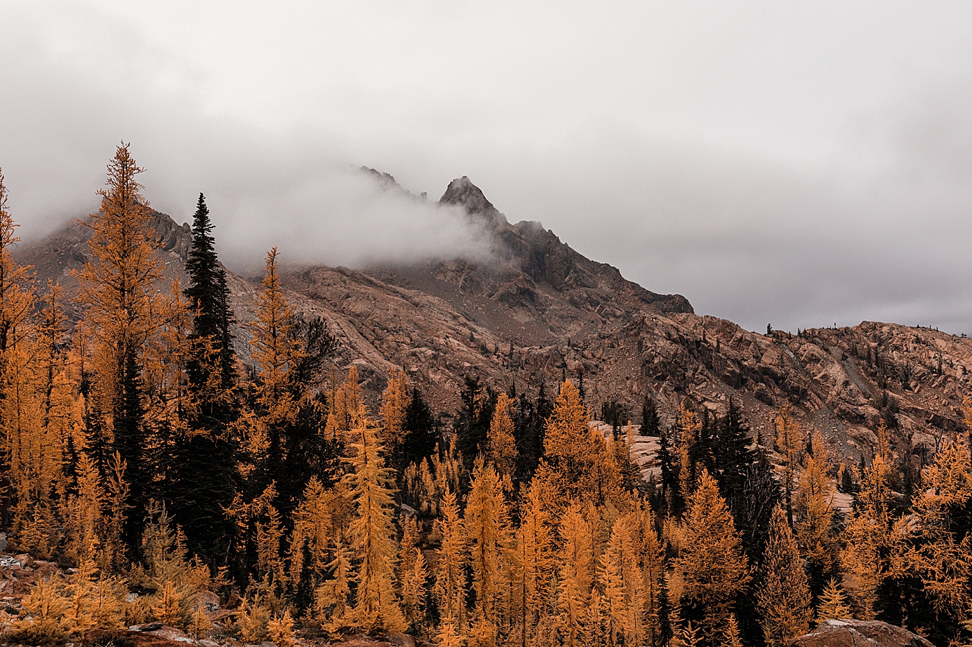 Larches in the fall in Washington. Photo by Megan Montalvo Photography.