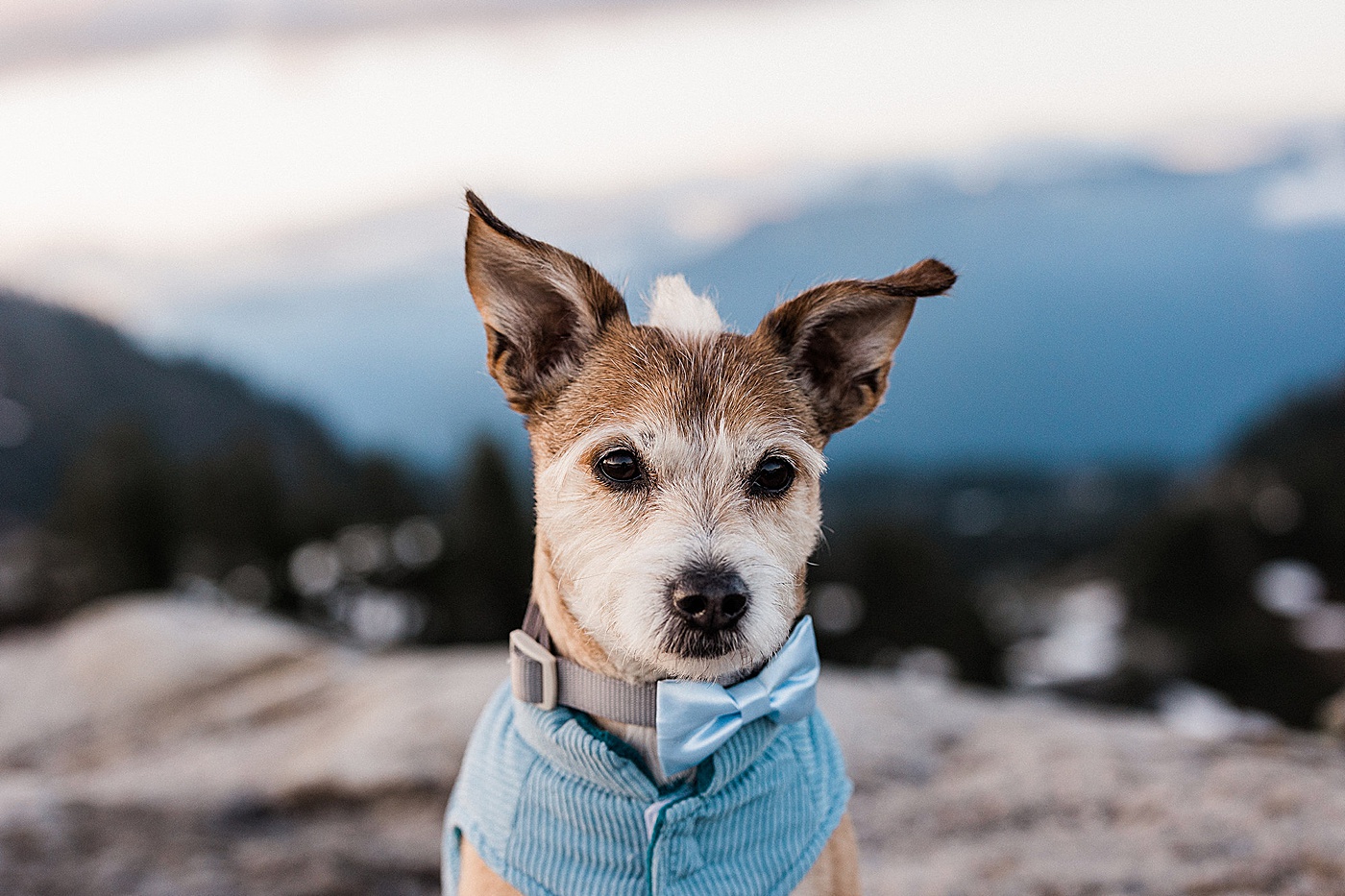 Dog wearing blue bow tie for elopement at Artist Point | Megan Montalvo Photography
