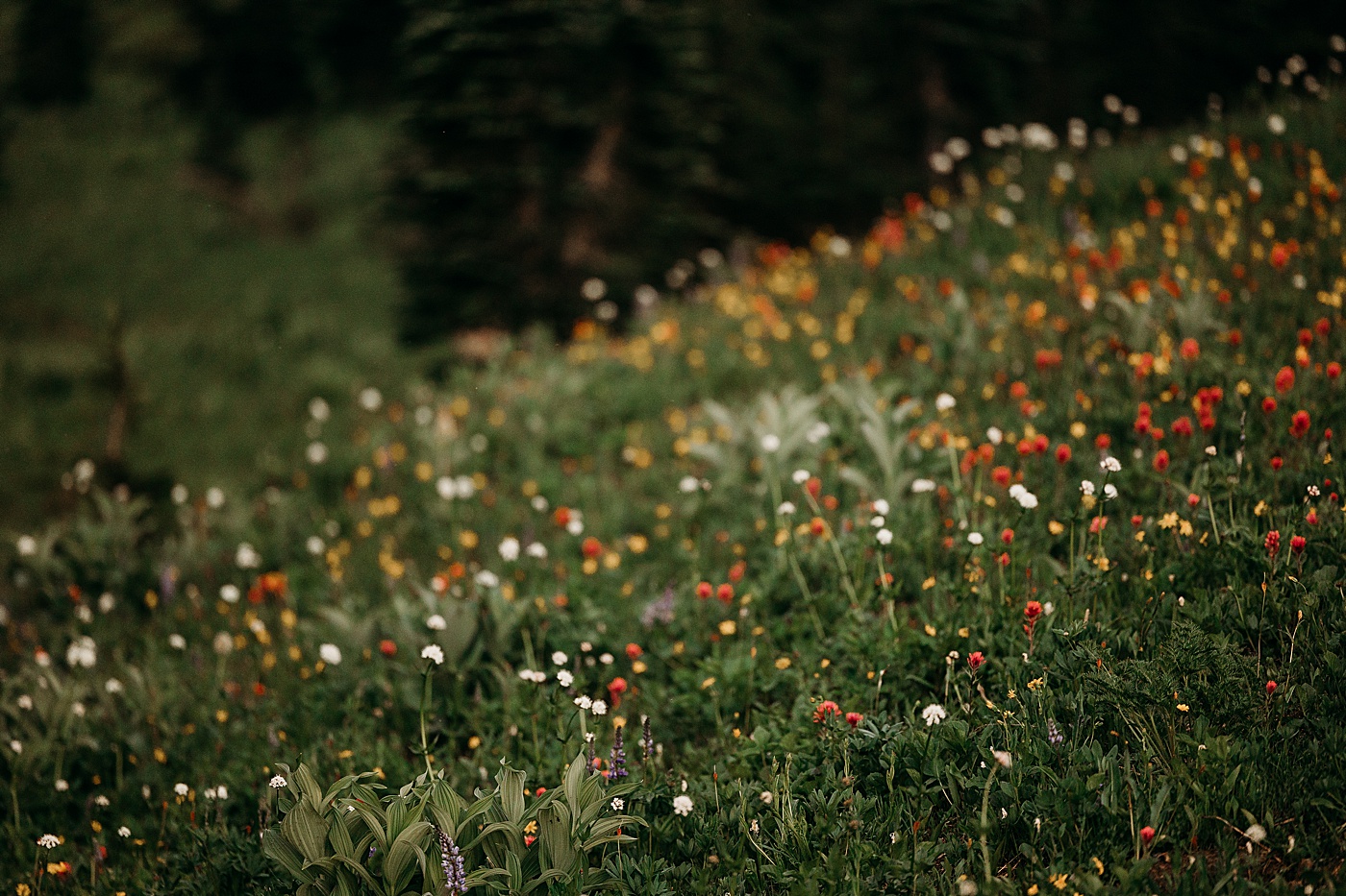 Wildflowers at Mt. Rainier | Photo by Megan Montalvo Photography