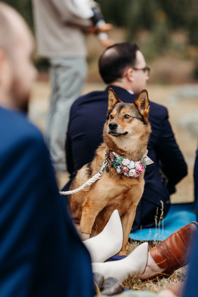 a dog with a floral color sits amongst wedding guests