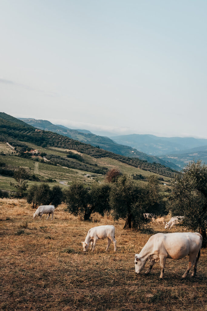 sheep in italian landscape